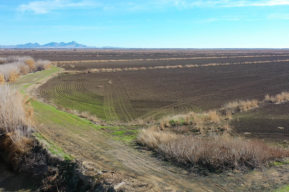 San Jose Rice Ranch field with grassy berm