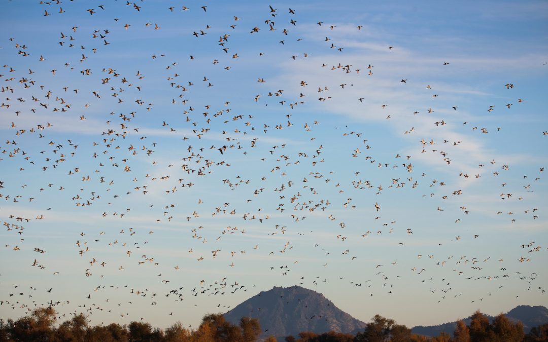 THE WHITE MALLARD 2BUTTE SINK, CA    |    ± 996 ACRES$1,500,000