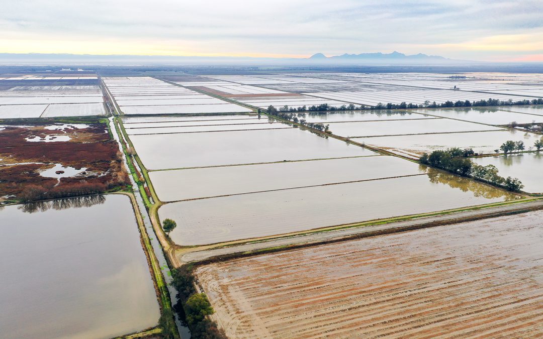 THOMPSON RICE RANCHCOLUSA, CA    |    ± 94.14 ACRES$1,142,100 (SOLD)